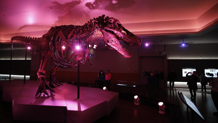 Sue the T. rex is unveiled in December 2018 in a new space at the Field Museum of Chicago, in the upstairs Griffin Halls of Evolving Planet.