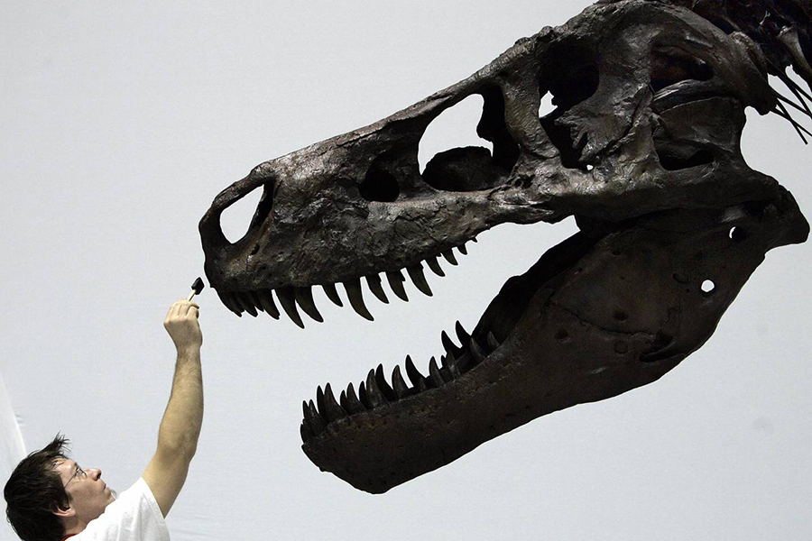 Sue, the most expensive dinosaur ever sold at auction, was bought by the The Field Museum in Chicago for $8.36 million in 1997.  TOSHIFUMI KITAMURA/AFP/Getty Images