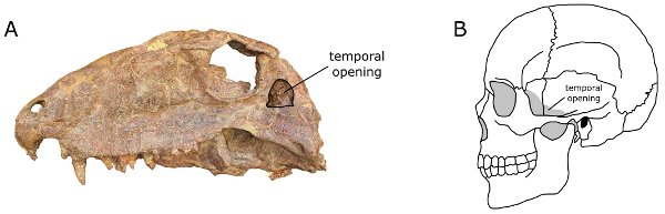 Synapsid opening