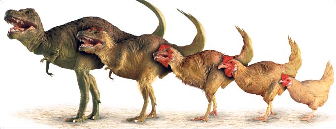 T-Rex evolved into Chicken?