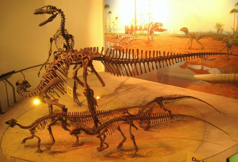 T. tilletti with juveniles, in front of Deinonychus, Academy of Natural Sciences, Philadelphia by Daderot