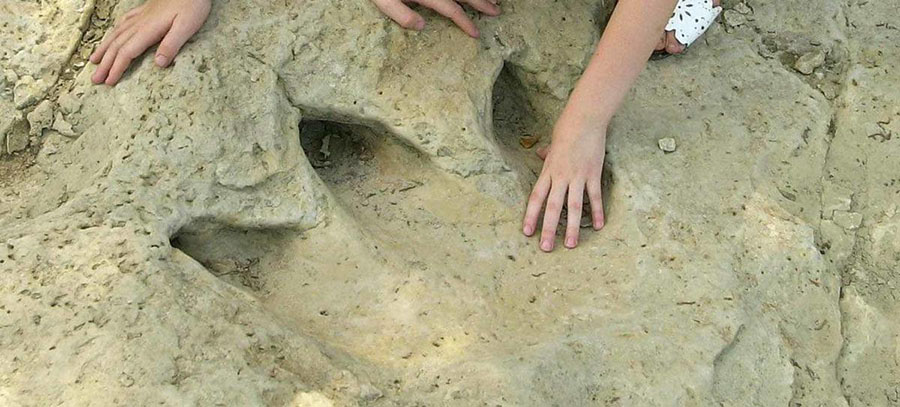 Texas Parks & Wildlife Find dinosaur tracks, camp, picnic, hike, mountain bike, swim and fish in the river, watch for wildlife, look for a geocache, ride a horse or visit the interpretive center at the Dinosaur Valley State Park in Glen Rose, Texas.