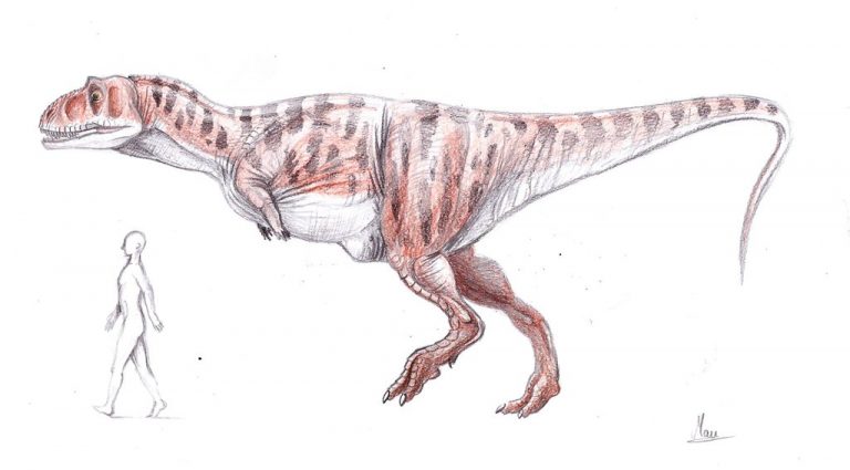 Tarascosaurus salluvicus size comparison by MoriceMonkey93