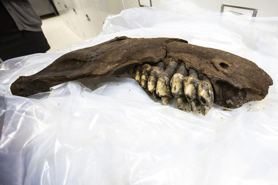 In this May 14, 2019 photo, a juvenile mastodon's jaw bone is displayed temporarily while unwrapped from its plastic covering, at the University of Iowa Paleontology Repository on the University of Iowa campus in Iowa City, Iowa. A teen searching for arrowheads in southern Iowa found the prehistoric jawbone of a mastodon. The Iowa City Press-Citizen reports that the 30-inch bone belonged to a juvenile mastodon, an elephant-like animal believed to have roamed Iowa some 34,000 years ago. Officials with the University of Iowa Paleontology Repository, which now has possession of the bone found last week, say the mastodon might have stood around 7-feet tall. Joseph Cress