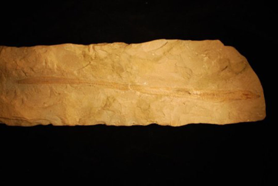Tethymyxine tapirostrum, is a 100-million-year-old, 12-inch long fish embedded in a slab of Cretaceous period limestone from Lebanon, believed to be the first detailed fossil of a hagfish. Credit: Tetsuto Miyashita, University of Chicago