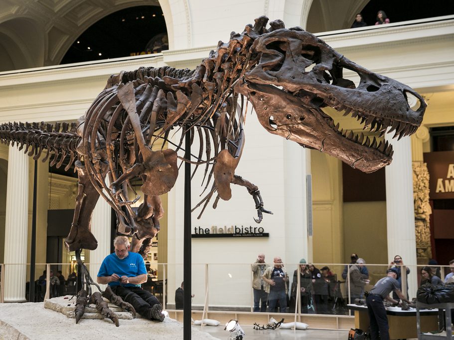 The Field Museum began the de-installation of SUE the Tyrannosaurus rex from Stanley Field Hall earlier this year. | Sun-Times file photo
