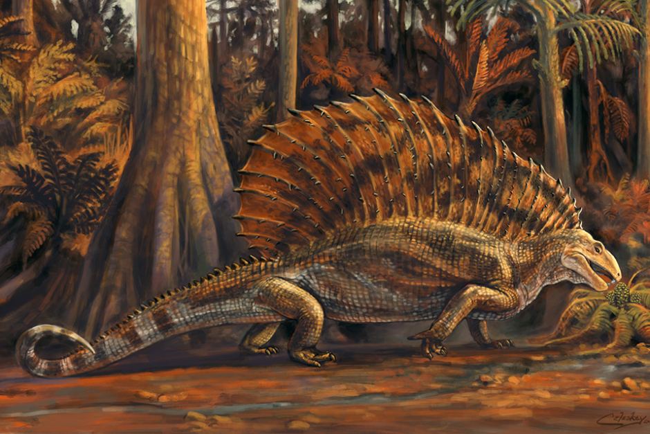 The Gordodon had a large sail on its back. (Supplied: New Mexico Museum of Natural History, Matt Celeskey)