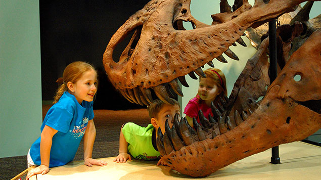 The Montana T. rex fossil 