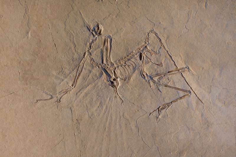 The Munich specimen of Archaeopteryx – distinct from the Daiting specimen? ESRF / Pascal Goetgheluck