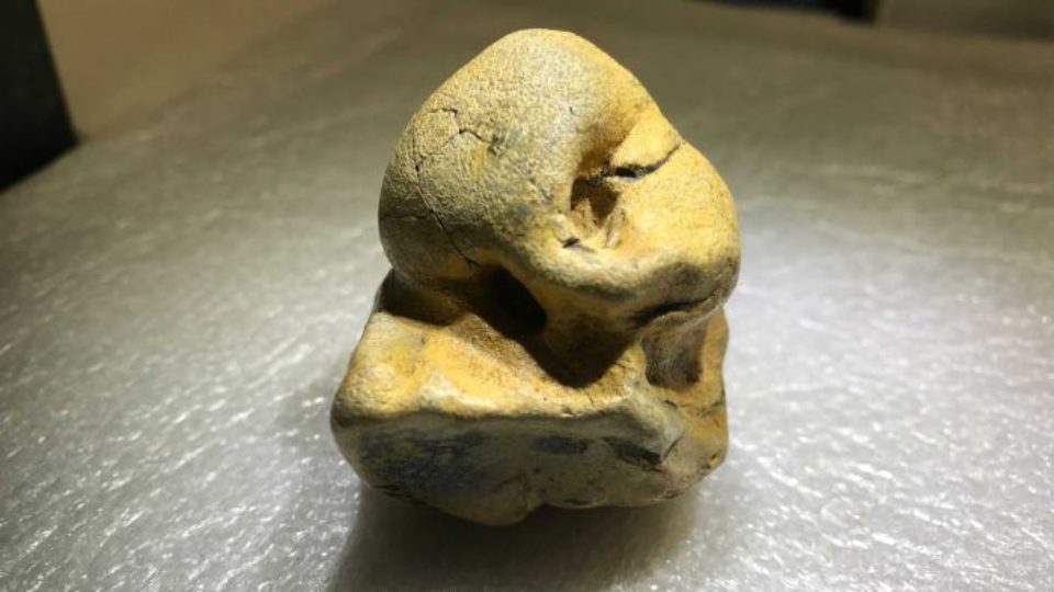 The ancient pygmy right whale ear bone is about the size of an apricot. Photo: ABC