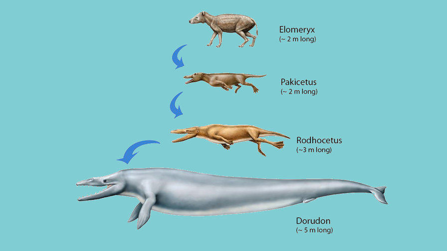  The evolution of whales. Image: John Klausmeyer/University of Michigan Museum of Natural History