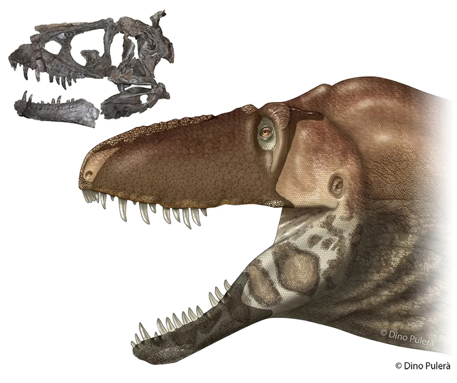The first D. horneri skull ever found, next to an illustration of what the dinosaur may have looked like in real life. The skull is about 32 inches (89.5 cm) long. Credit: Copyright Dino Pulerà
