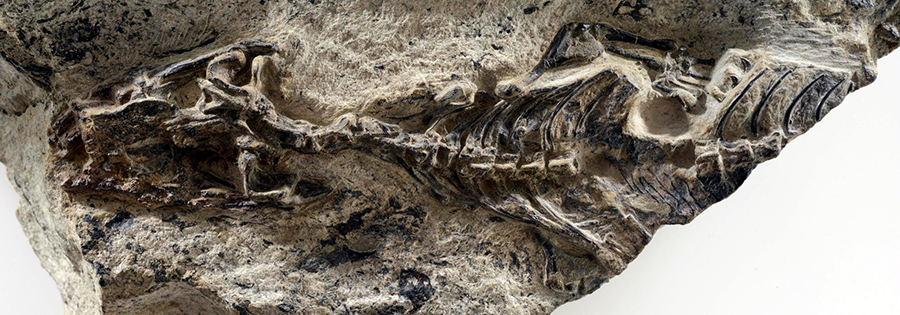 The fossil of Megachirella, a 240 million-year-old lizard found in the Italian Alps.CreditCreditMUSE - Science Museum, Trento, Italy