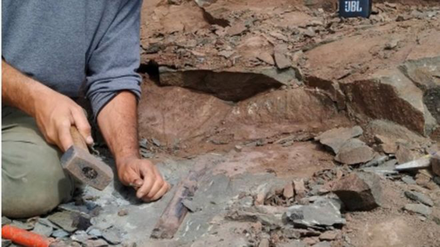 The fossils were found during field work in Patagonia. REUTERS