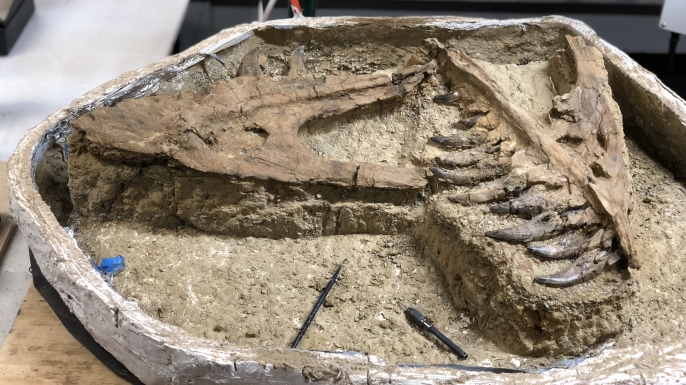 The full 'baby' Tyrannasaurus Rex fossil unearthed in Montana. (Credit: KU News Service)