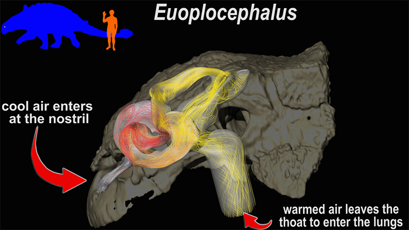 The heat exchange of air passing through the nasal cavity of the Euoplocephalus, an ankylosaur. (Witmer Lab/Ohio University)