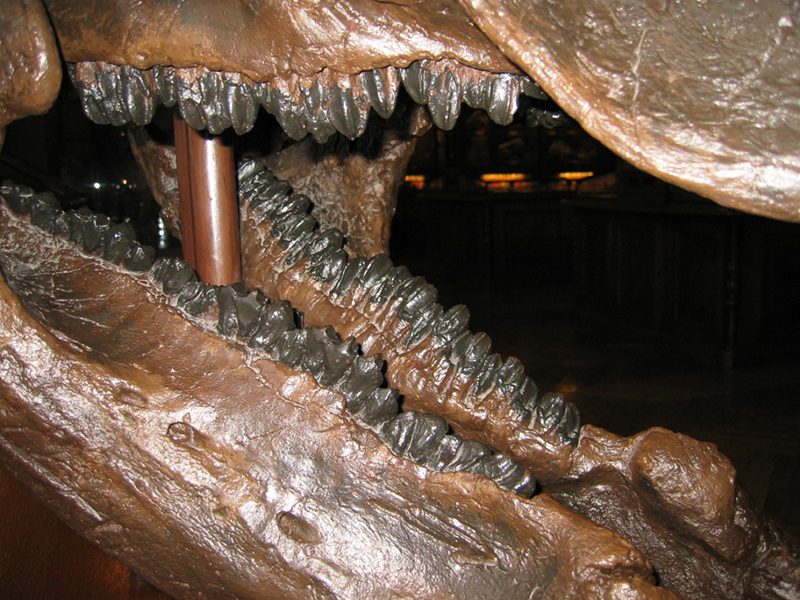 The jaws and grinding teeth of Triceratops (Wikimedia Commons).