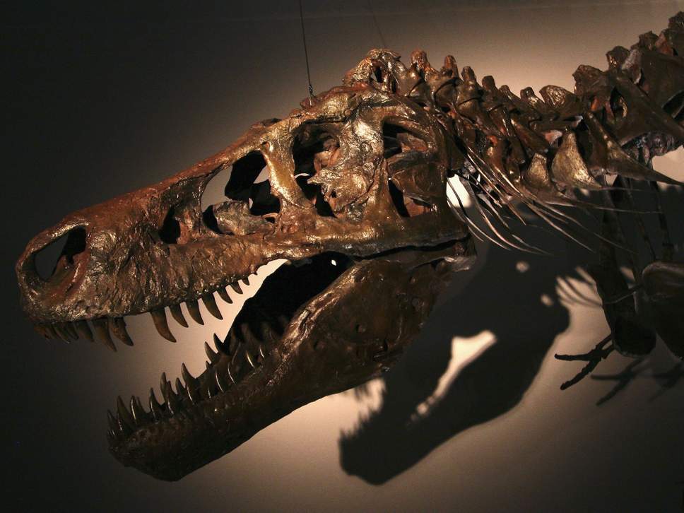 The king is dead: the world’s largest Tyrannosaurus Rex fossil, aka Sue, discovered in 1990 – one of the dinosaurs believed to have died out after an asteroid strike on Earth ( Getty )