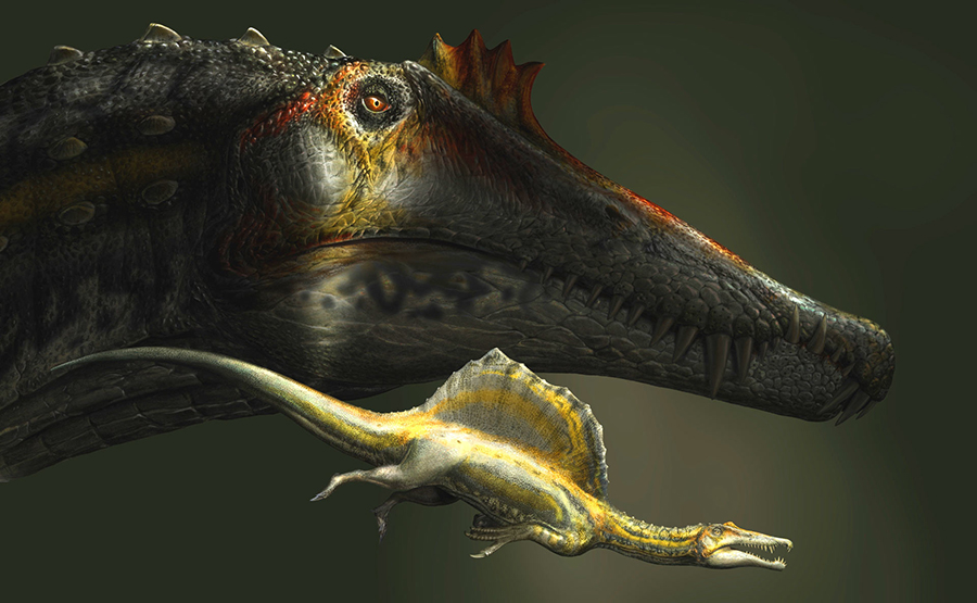 The largest and the smallest specimens of Spinosaurus known to date. Image credit: D. Bonadonna.