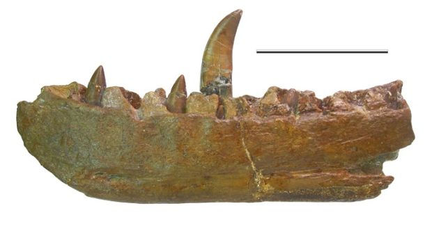The lectotype dentary of Megalosaurus bucklandii. Image copywright Oxford University Museum of Natural History (OUMNH).