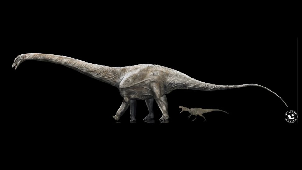 The meat-eating dinosaur Allosaurus, which also lived during the late Jurassic period, was a pipsqueak compared with Supersaurus. (Image credit: Supersaurus by Sean Fox; Allosaurus by Gustavo Monroy/Fossil Crates)