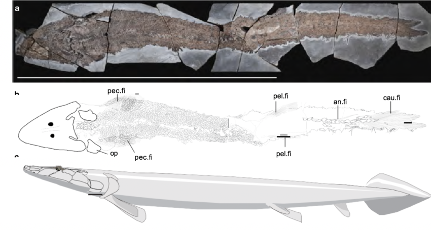 The near complete Elpistostege specimen with line drawing showing the outline of the skeleton and a life reconstruction.  The research was conducted on a fossil specimen that had been discovered in 2010.  Picture Credit: South Australia Leads/Flinders University