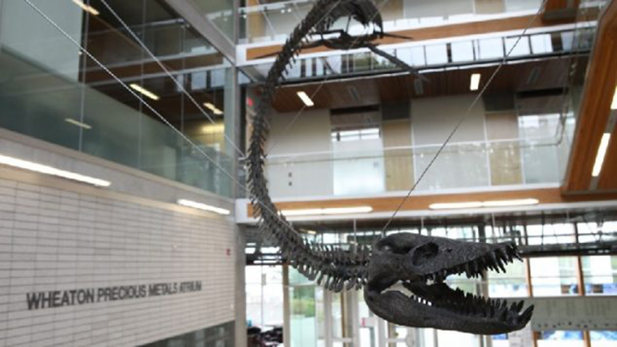 The rare Elasmosaurus with its incredibly long neck now on display at the University of British Columbia (UBC Public Affairs)