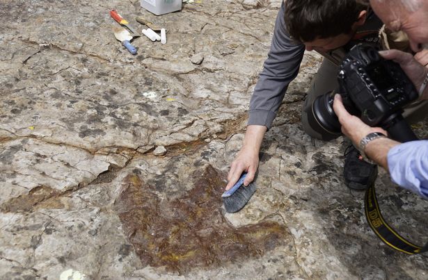 The scientists believe the 50cm footprint belonged to a huge 10 metre predatory dinosaur (Image: CEN/Dinopark Munchehagen)