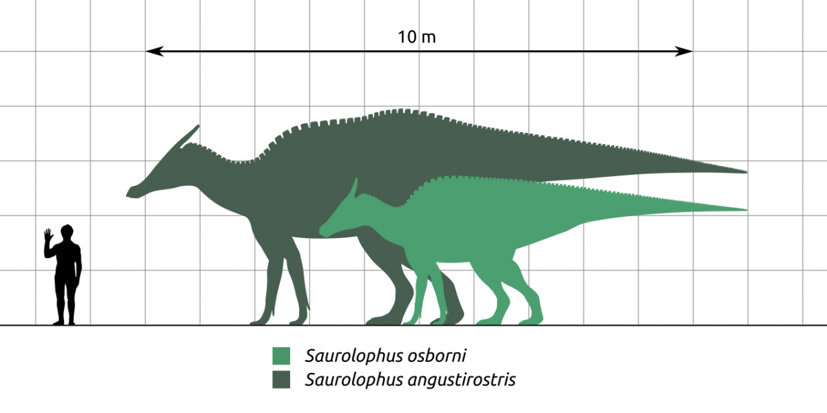 The size of the two Saurolophus species compared to a human