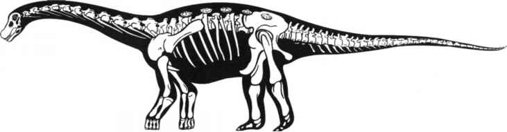 The skeleton of the small titanosaur Saltasaurus was protected by large bony scutes imbedded in its skin.