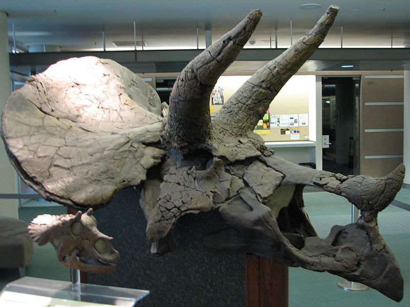 The skull of Triceratops (Wikimedia Commons).