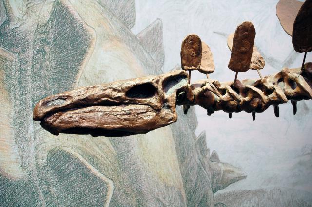 The tiny skull of Stegosaurus contained an equally tiny brain (Wikimedia Commons)