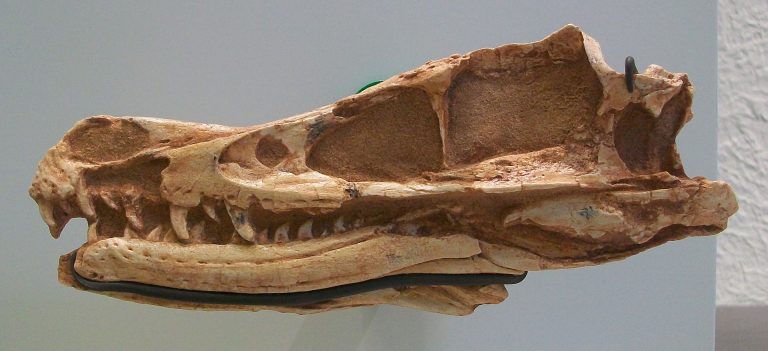 The type skull of V. mongoliensis on display at the American Museum of Natural History by Smokeybjb
