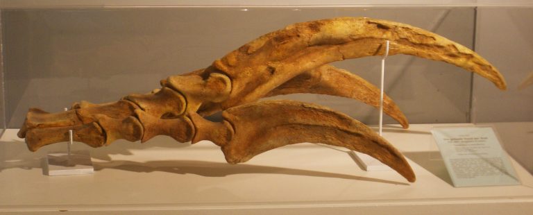 Therizinosaurus cheloniformis claw. Author: Ghedoghedo