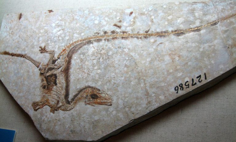 This fossil of Sinosauropteryx preserves evidence of hair-like feathers.