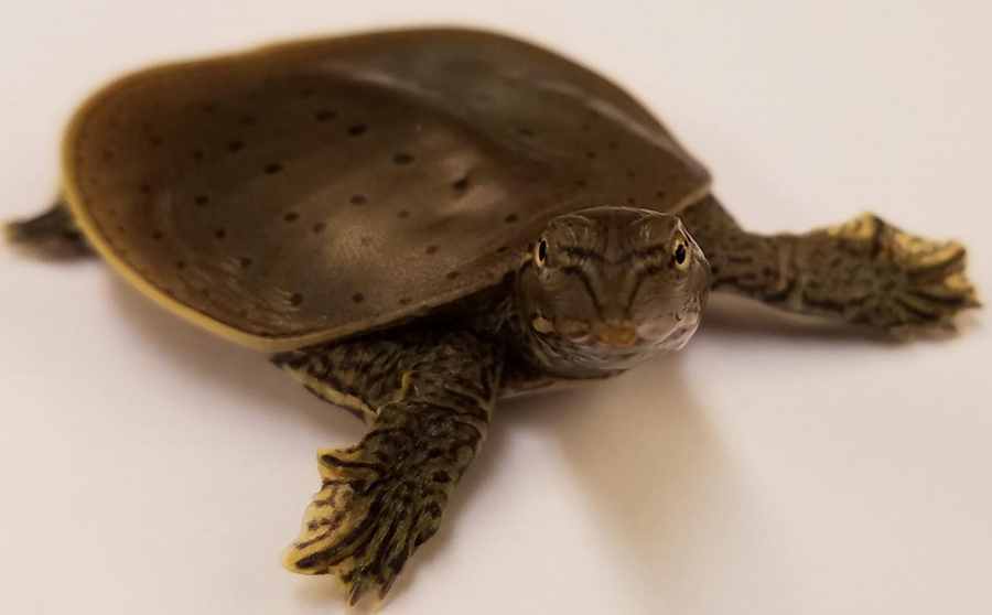 This is an Apalone spinifera spiny softshell turtle hatchling. Credit: Nicole Valenzuela