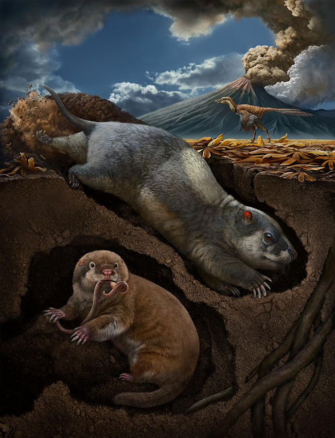 This portrait shows the tritylodontid Fossiomanus sinensis (upper right) and the eutriconodontan Jueconodon cheni in burrows; both lived the Early Cretaceous Jehol Biota (about 120 million years ago), northeastern China, and showed convergent skeletal features adapted to fossorial lifestyle.  CREDIT © Chuang Zhao