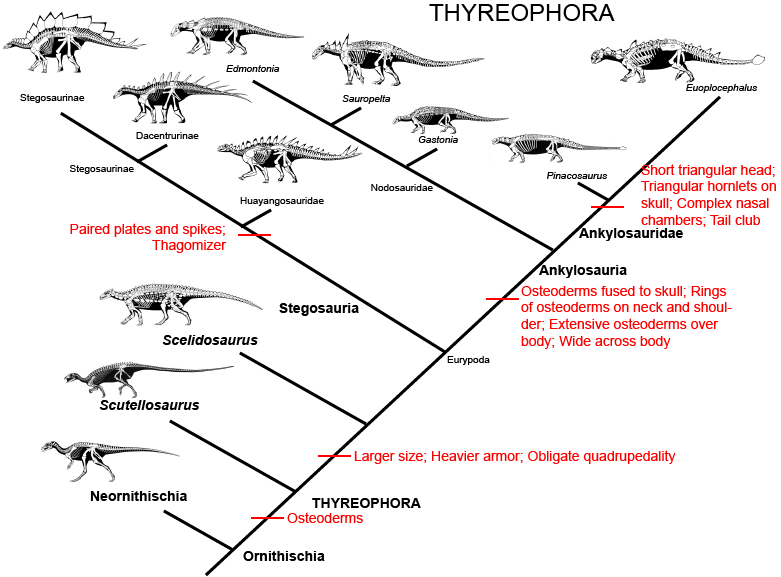 Thyreophora