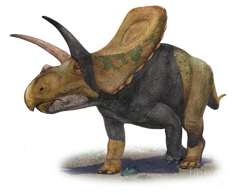 Torosaurus by atrox1 on DeviantArt