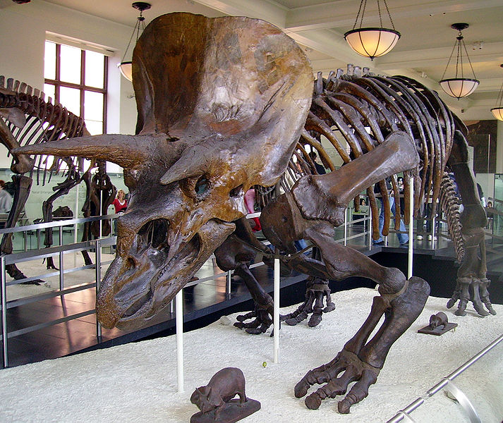 Triceratops horridus skeleton at the American Museum of Natural History in New York City