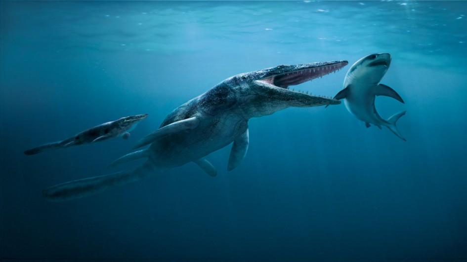This illustration shows Tylosaurus proriger hunting a shark. National Geographic Kids