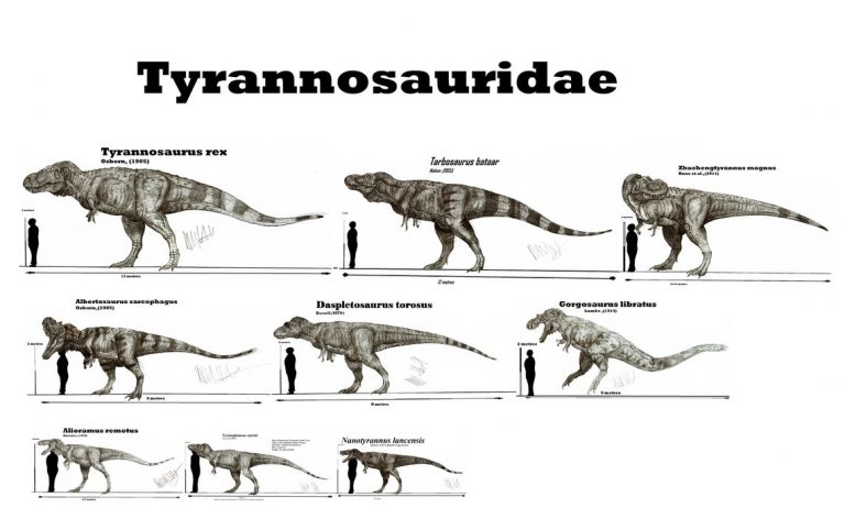 Tyrannosauridae by Teratophoneus
