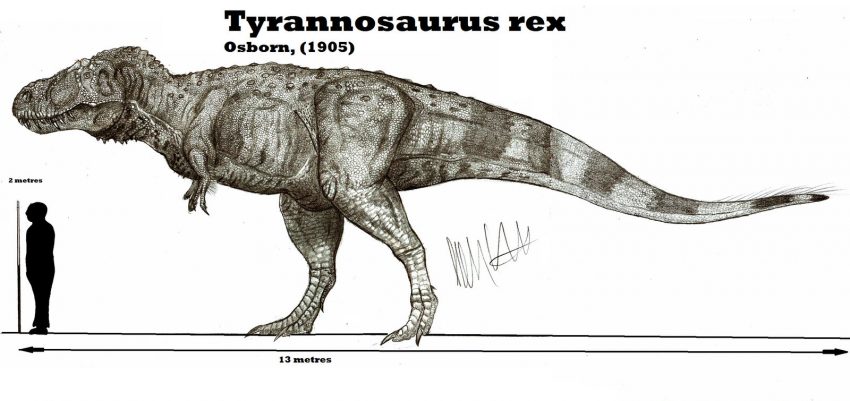 Tyrannosaurus rex by Teratophoneus (Robinson Kunz)