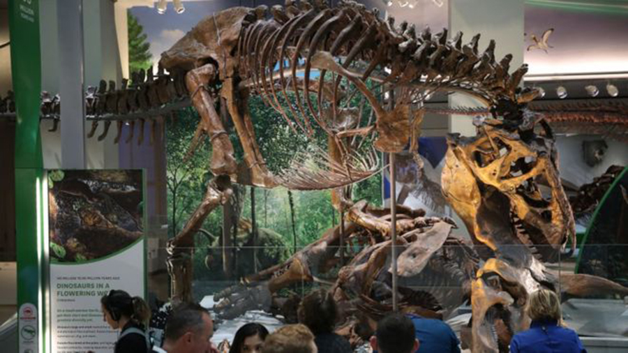 Tyrannosaurus rex is the rock star of the dinosaur world; specimens fetch more than older fossils. EMPICS