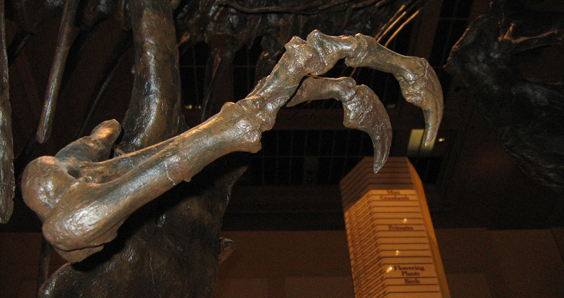 Tyrannosaurus arm