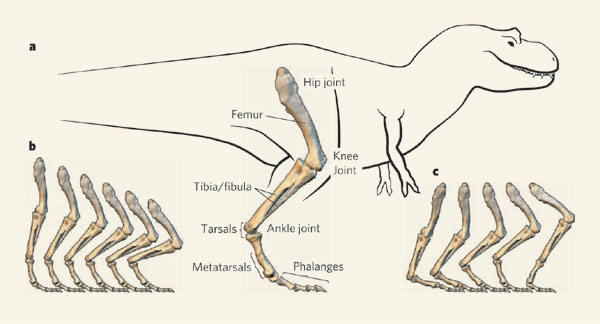 Tyrannosaurus rex as an example of dinosaur anatomy and locomotion.a, The basic skeletal components and joints of the hindlimb. Only the third toe is shown for clarity. b, Redundancy allows the limb to assume a range of potential hip heights. c, For each position of the hip with respect to the foot, a spectrum of internal configurations is possible.