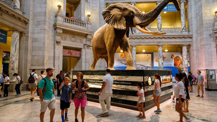Visitors at the Main Hall of the National Museum of Natural History in Washington D.C. Image credit: Kamira/Shutterstock.com