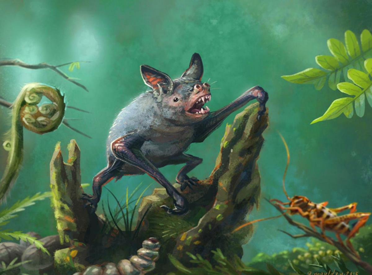 An artist’s impression of the New Zealand greater short-tailed, or burrowing, bat (Mystacina robusta) that went extinct last century. Vulcanops jennyworthyae is the biggest burrowing bat yet known. It also represents the first new bat genus to be added to New Zealand’s fauna in more than 150 years. Image credit: Gavin Mouldey.