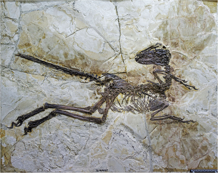 The holotype of the large-bodied, short-armed Liaoning dromaeosaurid Zhenyuanlong suni gen et. sp. nov. (JPM-0008).