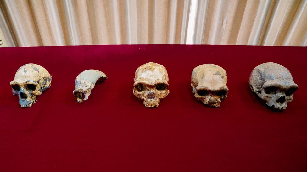 The researchers claim the form of ancient human on the far left may have evolved into the relatively modern Dragon Man on the far right over millions of years. KAI GENG